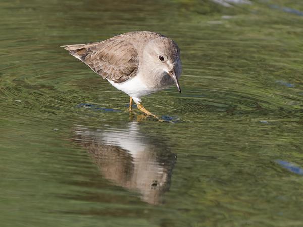 <h3><a href="/trips/oman/biota/animalia/chordata/aves/024 charadriiformes/015 scolopacidae/calidris temminckii/calidris temminckii-nl.html">Calidris&nbsp;temminckii</a> / Temminck's&nbsp;stint / Temmincks&nbsp;strandloper</h3>OM-1 Mark II met OLYMPUS M.150-400mm F4.5 TC, 1/2000 sec  bij F5.6, ISO 1000, afstand 12.6&nbsp;m
